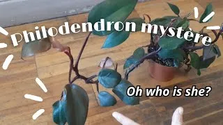 Miniature : Présentation philodendron MYSTERE du bureau