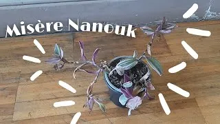 Miniature : Présentation misère Nanouk