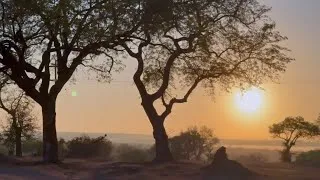 Miniature : South Africa (Incredible Wild Life)
