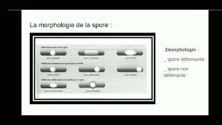 Miniature : La sporulation