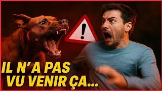 Miniature : 31 fois où des ANIMAUX se sont Attaqués à des HOMMES