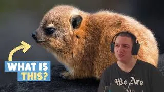 Miniature : Frenchman Reacts To This Furry Potato Is An Evolutionary Mystery