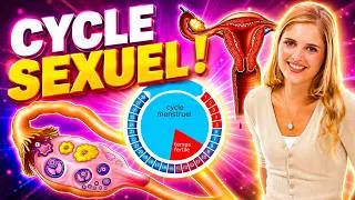 Miniature : TOUT comprendre sur le Cycle sexuel chez la femme ! Cours complet 👩‍🔬