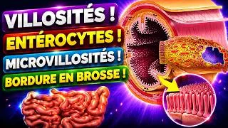 Miniature : Le secret de l'absorption intestinale : Pourquoi l'intestin grêle n'est-il pas lisse ?