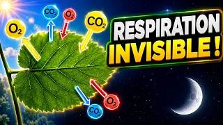 Miniature : Photosynthèse vs Respiration: Pourquoi la RESPIRATION est Invisible ? 🌳