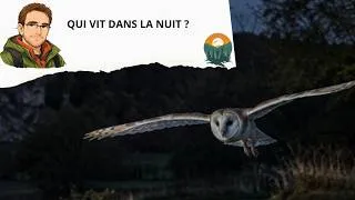 Miniature : Rapaces diurnes de Belgique : apprenez à les reconnaître grâce au paysage