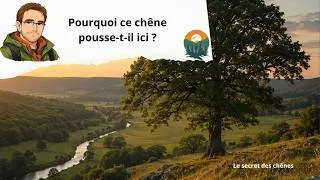 Miniature : 🌳 Comment une prairie devient une forêt ? Les étapes de la succession écologique