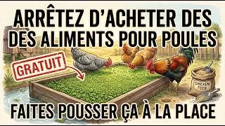 Miniature : Cette Plante Gratuite Peut Remplacer Toute la Nourriture des Poules. Alors Pourquoi est-elle Cachée?