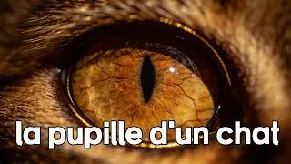 Miniature : Pourquoi les chats ont des pupilles verticales?