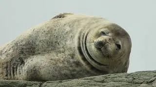 Miniature : ANTARCTICA I - AU DELA DU CERCLE POLAIRE ANTARCTIQUE - EXPEDITION 2023 - PREMIER EPISODE + VOIX OFF