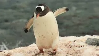 Miniature : ANTARCTICA II - AU DELA DU CERCLE POLAIRE ANTARCTIQUE - EXPEDITION 2023 - SECOND EPISODE + VOIX OFF