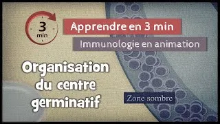Miniature : 12-5 ◽Organisation du centre germinatif