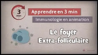 Miniature : 12-4 ◽ Le foyer extra-folliculaire