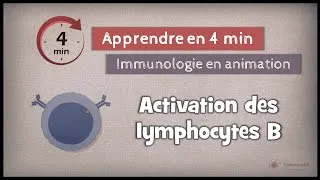 Miniature : 12-3 ◽ Activation des lymphocytes B