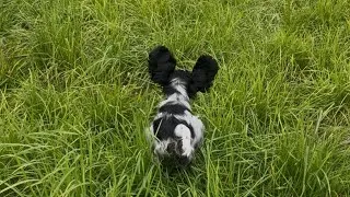 Miniature : Mes animaux - Épisode 3 : Moment dressage avec notre chiot 