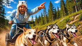 Miniature : J’ai testé le chien de traîneau… en plein été !