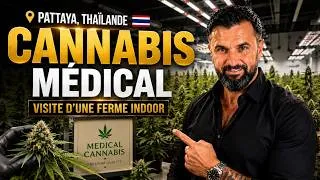 Miniature : J'ai Visité une Ferme de Cannabis Médical en Thaïlande 🇹🇭