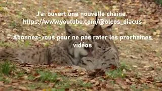 Miniature : J'ouvre une nouvelle chaine.