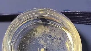 Miniature : Aplysies de mon aquarium d'eau douce