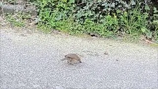 Miniature : Grive draine qui casse la coquille d'un escargot pour le manger.