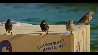 Miniature : Pinsons des GALAPAGOS, les incroyables mécanismes de l'évolution