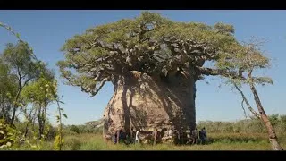 Miniature : Le baobab de Madagascar, l'arbre le plus gros du monde. En voie d'extinction.