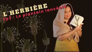 Miniature : Episode 3 - L'Herbière : Le plantain lancéolé (Plantago lanceolata L.) - Le compagnon des chemins