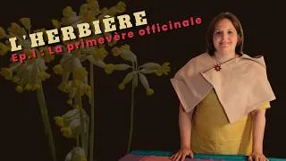 Miniature : Episode 1 - L'Herbière : La primevère officinale (Primula veris L.) – La fleur-clé
