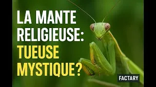 Miniature : LA VIE DE LA MANTE RELIGIEUSE
