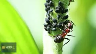 Miniature : LA VIE SECRETE DES FOURMIS