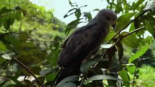 Miniature : 5 raisons de considérer le Potoo à ailes blanches (Nyctibius leucopterus)!