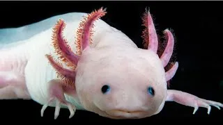 Miniature : 5 secrets étonnants sur les pouvoirs régénérateurs de l'Axolotl!