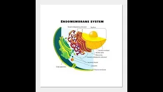 Miniature : Le cours de "système endomembranaire " pour les premières années SNV Tronc commun