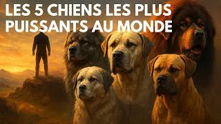 Miniature : Les 5 chiens les plus fort au monde