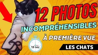 Miniature : 12 PHOTOS ÉTRANGES A REGARDER 2 FOIS POUR LES COMPRENDRE (AVEC DES CHATS )| FI