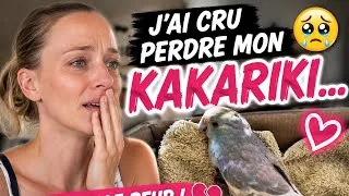 Miniature : 🦜 J'ai cru perdre mon kakariki… quelle peur ! 💔