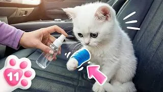 Miniature : Kefir le chaton découvre les règles de sécurité en voiture. Vidéo pour enfants