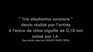 Miniature : Elephantus coronare franck auguste pitoiset dessinateur du vivant
