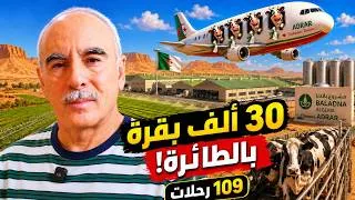 Miniature : بلدنا الجزائر: 30 ألف بقرة و109 رحلات جوية… المشروع يدخل مرحلة الحقيقة Projet Baladna