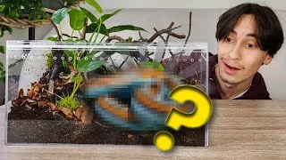 Miniature : J'ai TRAVERSÉ la France pour avoir cet ANIMAL !