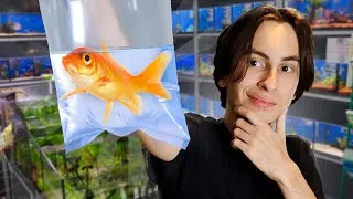 Miniature : COMMENT GARDER SON POISSON ROUGE PENDANT 15 ANS ? Tuto Poisson Rouge en 3 minutes