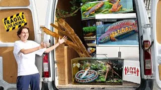 Miniature : J'AI FAIT TRAVERSER LA FRANCE À MES POISSONS ! (On déménage la Fishroom)