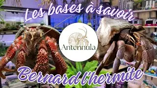 Miniature : Bernard-l'hermite terrestre : LES BASES À SAVOIR (avec Antennula)