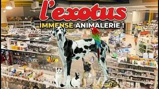 Miniature : ON TROUVE TOUT ICI ! J'explore l'immense animalerie L'Exotus 🐟