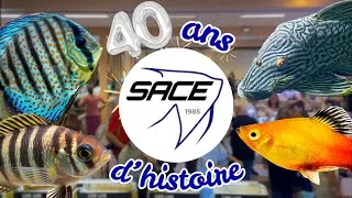 Miniature : 40 ans de la SACE : dans les coulisses de l’association qui a façonné l’aquariophilie du Haut-Rhin