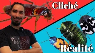 Miniature : Élevage de BLATTES hors du commun chez @Buccothebug : je suis fasciné !