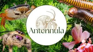 Miniature : Découverte d’Antennula : une boutique dédiée aux arthropodes… j’en ai pris plein les yeux !