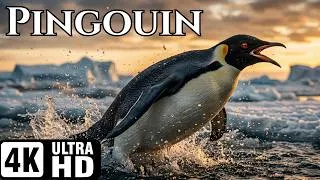 Miniature : Les PINGOUINS de la Banquise 🐧 La Vie Extraordinaire des Manchots | Documentaire Animalier