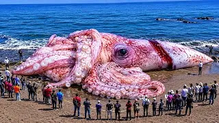 Miniature : Créatures Marines Découvertes Échouées sur des Plages