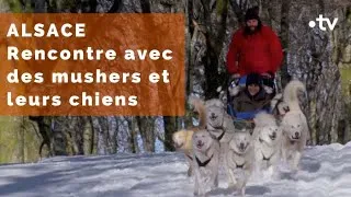 Miniature : Alsace : Carolina devient co-pilote "mushers"